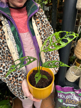 Load image into Gallery viewer, Monstera obliqua Peru / Lacy Monstera

