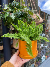 Load image into Gallery viewer, Nephrolepis exaltata Vitale / Boston Fern
