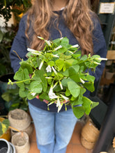 Load image into Gallery viewer, Oxalis triangularis - Green Shamrock
