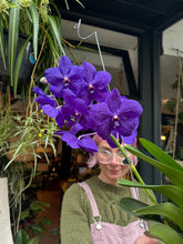 Load image into Gallery viewer, Hanging Vanda Orchid - Mixed Flower Colours - *Local Delivery or Local Pick Up Only*
