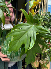 Load image into Gallery viewer, Philodendron mayoi / Tahiti Philodendron
