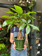 Load image into Gallery viewer, Pachira aquatica / Money Tree / Guiana Chestnut - 12cm Pot
