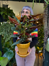 Load image into Gallery viewer, Begonia maculata Spotlight Green / Polka Dot Angel Wing
