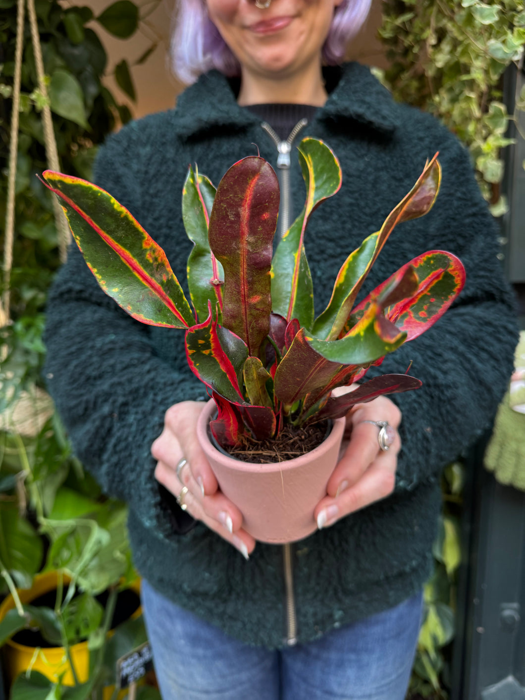 Codiaeum mammi / Croton