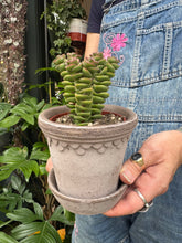Load image into Gallery viewer, Crassula marnieriana / Worm Plant
