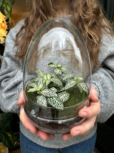 Glass Egg Sealed Terrarium - *Local Delivery or Local Pick Up Only*