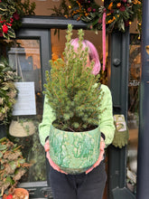 Load image into Gallery viewer, Picea glauca December / Dwarf Conifer - 17cm Pot
