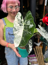 Load image into Gallery viewer, Alocasia micholitziana Frydek Variegata / Variegated Elephant Ear
