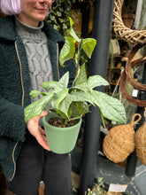 Load image into Gallery viewer, Monstera amydrium Medium Silver / Silver Spiderman Plant
