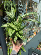 Load image into Gallery viewer, Calathea elliptica Vittata / Prayer Plant
