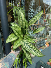 Load image into Gallery viewer, Calathea elliptica Vittata / Prayer Plant
