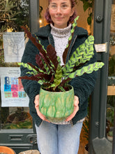 Load image into Gallery viewer, Calathea lancifolia - Local Delivery or Local Pick Up Only*
