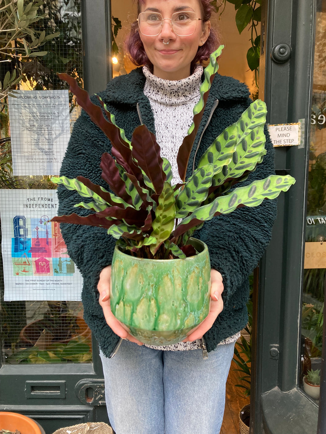 Calathea lancifolia - Local Delivery or Local Pick Up Only*