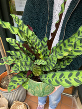 Load image into Gallery viewer, Calathea lancifolia - Local Delivery or Local Pick Up Only*
