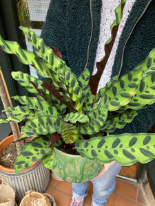Calathea lancifolia - Local Delivery or Local Pick Up Only*