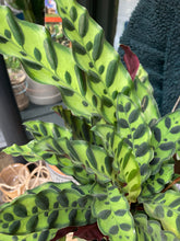 Load image into Gallery viewer, Calathea lancifolia - Local Delivery or Local Pick Up Only*
