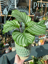Load image into Gallery viewer, Calathea orbifolia / Prayer Plant - 12cm Pot
