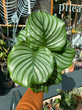 Load image into Gallery viewer, Calathea orbifolia / Prayer Plant - 12cm Pot
