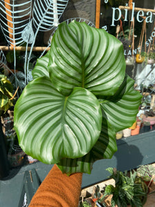 Calathea orbifolia / Prayer Plant - 12cm Pot