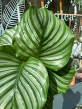 Load image into Gallery viewer, Calathea orbifolia / Prayer Plant - 12cm Pot
