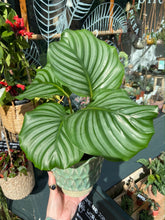 Load image into Gallery viewer, Calathea orbifolia / Prayer Plant - 12cm Pot
