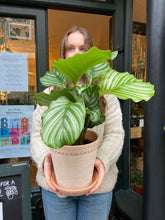 Load image into Gallery viewer, Calathea orbifolia 14cm Pot - Prayer Plant

