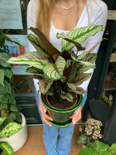 Load image into Gallery viewer, Calathea Whitestar / Prayer Plant
