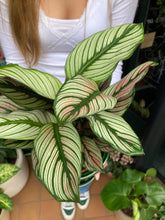 Load image into Gallery viewer, Calathea Whitestar / Prayer Plant
