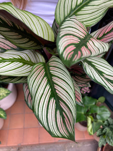 Calathea Whitestar / Prayer Plant