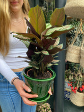 Load image into Gallery viewer, Calathea Whitestar / Prayer Plant
