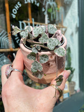 Load image into Gallery viewer, Ceropegia woodii Variegata / Variegated String of Hearts - 6cm Pot
