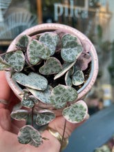 Load image into Gallery viewer, Ceropegia woodii Variegata / Variegated String of Hearts - 6cm Pot
