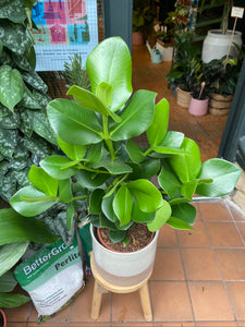 Clusia Rosea Princess - *Local Delivery or Local Pick Up Only*