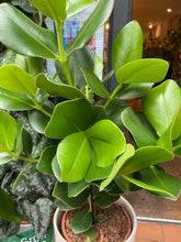 Load image into Gallery viewer, Clusia Rosea Princess - *Local Delivery or Local Pick Up Only*
