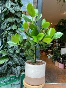 Clusia Rosea Princess - *Local Delivery or Local Pick Up Only*