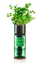 Load image into Gallery viewer, Hydro Herb Kit - Basil, Mint or Coriander
