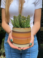 Load image into Gallery viewer, Crassula marnieriana / Worm Plant
