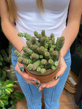 Load image into Gallery viewer, Crassula marnieriana / Worm Plant
