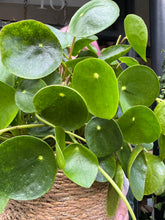 Load image into Gallery viewer, Pilea peperomioides / Chinese Money Plant - 17cm Pot
