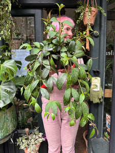 Aeschynanthus marmoratus / Lipstick Vine