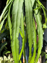 Load image into Gallery viewer, Epiphyllum ackermanii - Orchid Cactus

