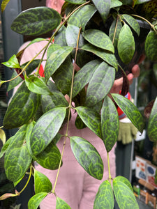 Aeschynanthus marmoratus / Lipstick Vine