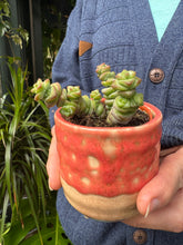 Load image into Gallery viewer, Crassula marnieriana / Worm Plant 5.5cm Pot
