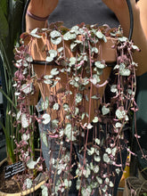 Load image into Gallery viewer, Ceropegia woodii Silver Glory / String of Hearts - 14cm Pot
