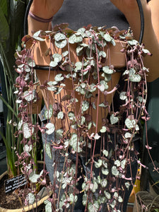 Ceropegia woodii Silver Glory / String of Hearts - 14cm Pot