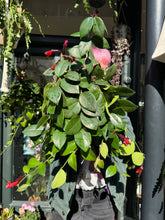 Load image into Gallery viewer, Aeschynanthus Mona Lisa / Lipstick Plant
