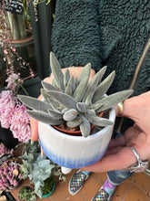 Load image into Gallery viewer, Crassula Silver Spark
