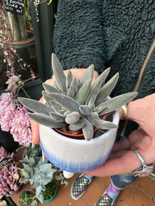 Crassula Silver Spark