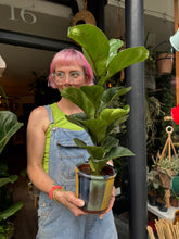 Load image into Gallery viewer, Ficus lyrata Bambino / Dwarf Fiddle Leaf Fig
