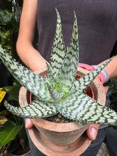 Load image into Gallery viewer, Aloe vera Bronze Lizard / Lizard Lips

